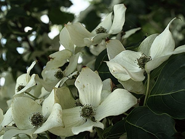 Cornus kousa var chinensis